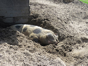 Haustierpark Werdum Schweine