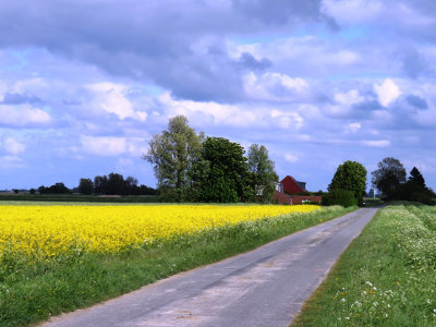 rapsfeld-ostfriesland